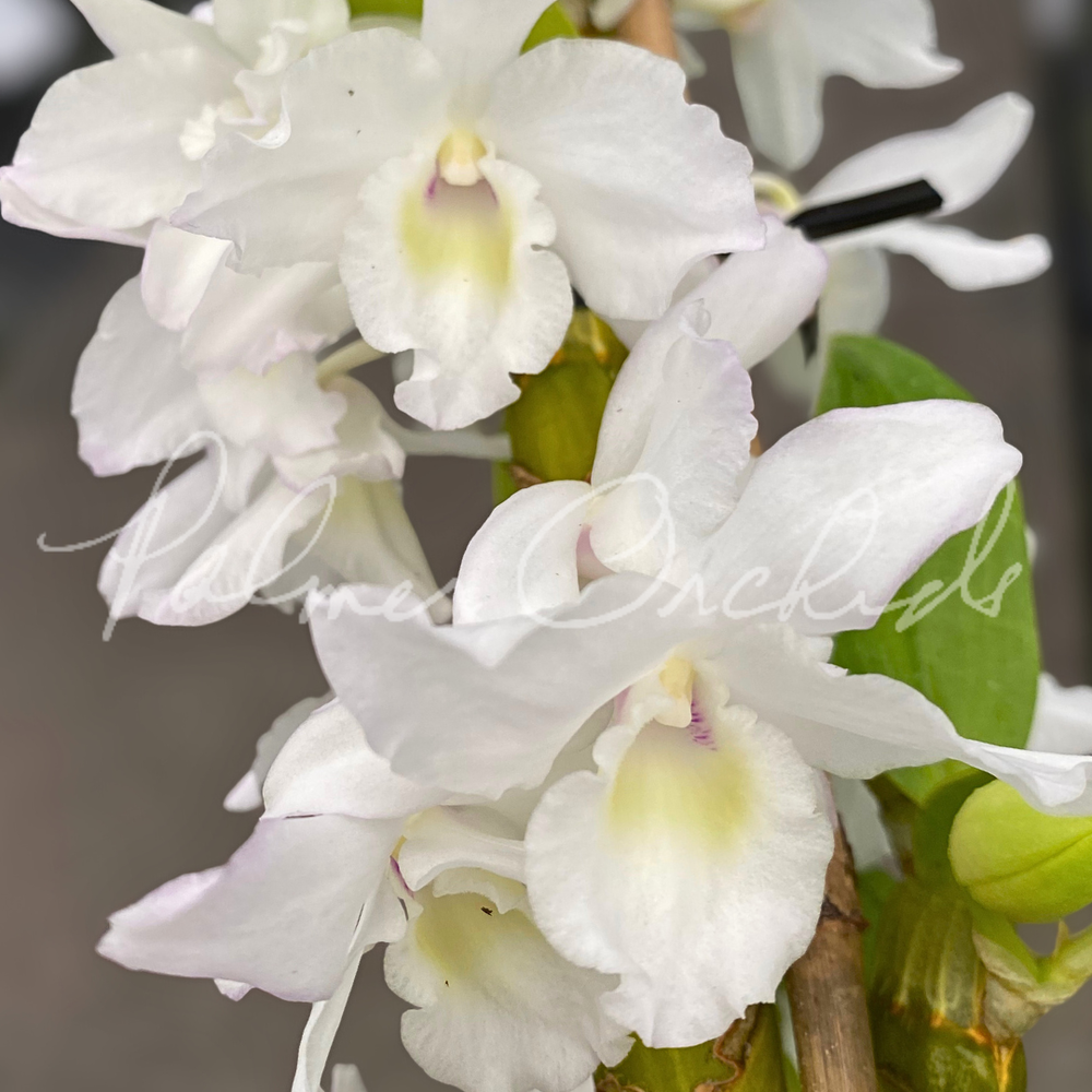 Nobile-Type Dendrobium 4-Pack — Palmer Orchids